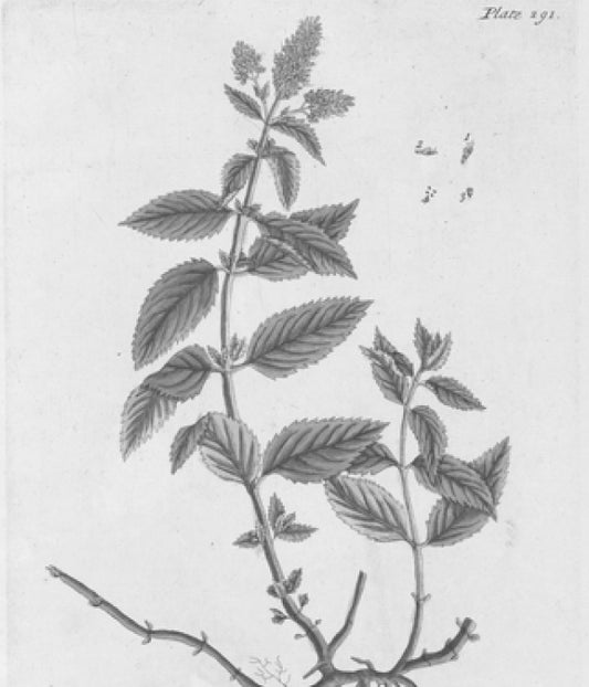 Peppermint